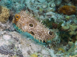 Web Burrfish IMG 6096